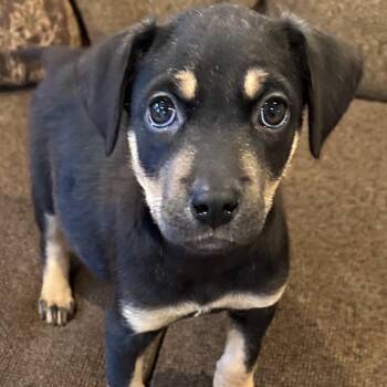 Bean -  Rottweiler and Mixed Breed Dog for Adoption in Eureka Springs, Arkansas - Bean | PetCurious