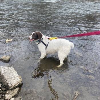 Rescue Brittany Spaniel Dogs for Adoption in Marion, Massachusetts - Chrissy (and Hope) | PetCurious