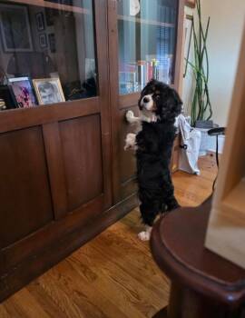 Shirley - ARR -  Cavalier King Charles Spaniel Dog for Adoption in Pataskala, Ohio - Shirley - ARR | PetCurious