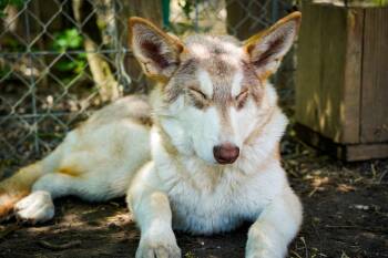 Spartan -  German Shepherd Dog and Alaskan Malamute Dog for Adoption in Jackson Township, New Jersey - Spartan | PetCurious