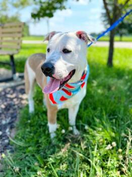 Radar -  Pit Bull Terrier and Cattle Dog Dog for Adoption in Effingham, Illinois - Radar | PetCurious