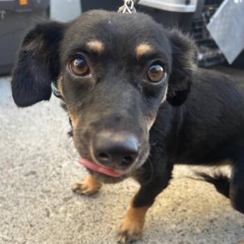 CHLOE -  Chihuahua Dog for Adoption in Richmond, California - CHLOE | PetCurious