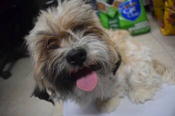 Brisa -  Lhasa Apso and Shih Tzu Dog for Adoption in Pahrump, Nevada - Brisa | PetCurious