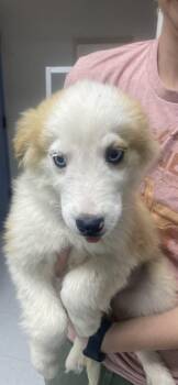Australian Shepherd Dogs Available for Adoption in Uxbridge, Massachusetts - Clover | PetCurious