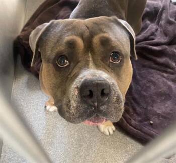 KING KOOPA -  American Bulldog and Staffordshire Bull Terrier Dog for Adoption in Tustin, California - KING KOOPA | PetCurious