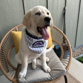 IVY -  Great Pyrenees Dog for Adoption in Loveland, Colorado - IVY | PetCurious