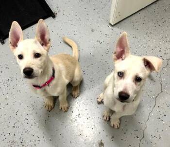Rescue Husky Dogs for Adoption in Ventura, California - Spice & Tiko | PetCurious