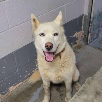 Callie -  Husky Dog for Adoption in Columbus, North Carolina - Callie | PetCurious