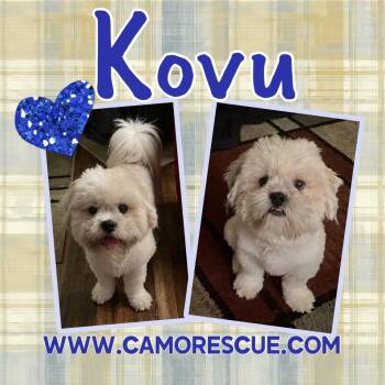 Kovu (Dallas) -  Lhasa Apso Dog for Adoption in Houston, Texas - Kovu (Dallas) | PetCurious