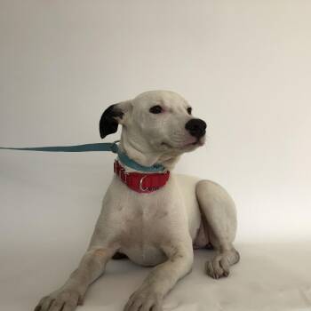Nona -  Terrier Dog for Adoption in Brentwood, Missouri - Nona | PetCurious
