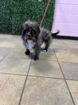 Stellah -  Shih Tzu and Mixed Breed Dog for Adoption in El Paso, Texas - Stellah | PetCurious