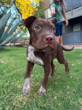 Roxy -  Shar Pei and Pit Bull Terrier Dog for Adoption in Peoria, Arizona - Roxy | PetCurious