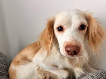Zeked -  Spaniel Dog for Adoption in Miami, Florida - Zeked | PetCurious