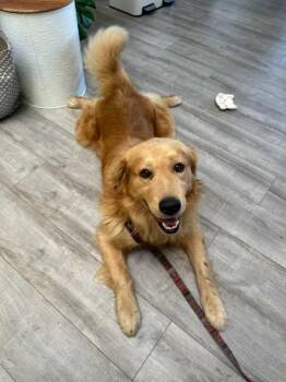 Floyd -  Golden Retriever Dog for Adoption in Lafayette, California - Floyd | PetCurious