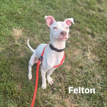 Felton -  Pit Bull Terrier Dog for Adoption - Felton | PetCurious
