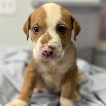 Fruit Roll-Up Green Tea Lemonade -  Pit Bull Terrier Dog for Adoption in Columbia, South Carolina - Fruit Roll-Up Green Tea Lemonade | PetCurious