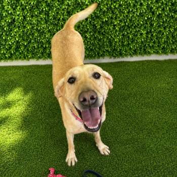Brook -  Labrador Retriever and Hound Dog for Adoption in Hopkinton, Massachusetts - Brook | PetCurious