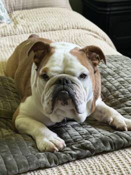 Ollie -  English Bulldog Dog for Adoption in Irwin, Pennsylvania - Ollie | PetCurious
