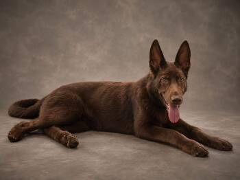 Reno -  German Shepherd Dog Dog for Adoption in Delray Beach, Florida - Reno | PetCurious