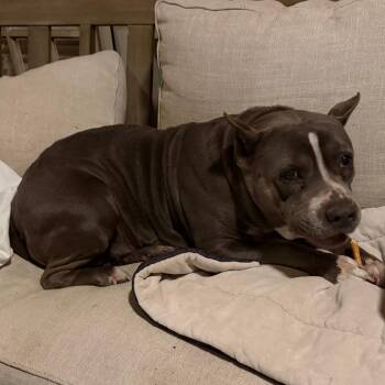 English Bulldog Dogs Available for Adoption - Kylie | PetCurious