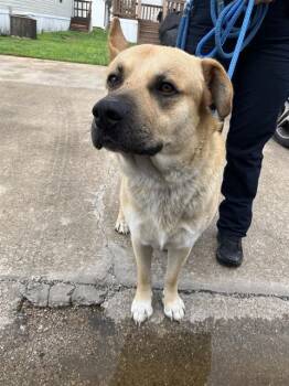 Mixed Breed Dogs Available for Adoption - RONDI | PetCurious