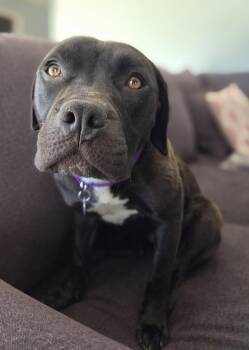 American Staffordshire Terrier Dogs Available for Adoption in Livonia, Michigan - Junebug | PetCurious