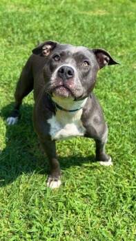 Rescue Staffordshire Bull Terrier Dogs for Adoption in Sugar Land, Texas - CABBY | PetCurious
