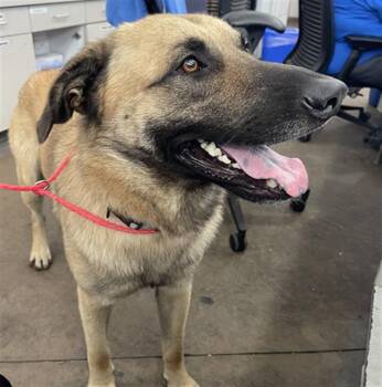 Mixed Breed Dogs Available for Adoption in Dallas, Texas - SULLY | PetCurious