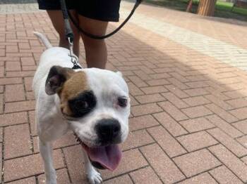 Morgan -  Boxer Dog for Adoption in Austin, Texas - Morgan | PetCurious