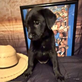 Lainey -  Labrador Retriever and Mixed Breed Dog for Adoption in Normal, Illinois - Lainey | PetCurious