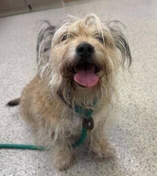 Biscoff -  Norfolk Terrier and Mixed Breed Dog for Adoption in Fishers, Indiana - Biscoff | PetCurious