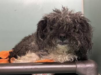 Ye Olde Pepper -  Mixed Breed Dog for Adoption in New York, New York - Ye Olde Pepper | PetCurious