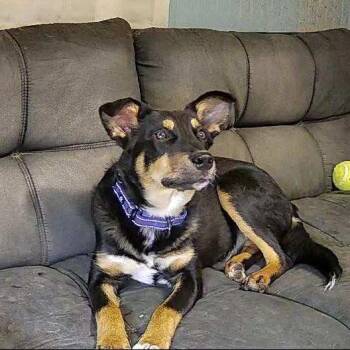 Rescue Mixed Breed Dogs for Adoption in Hopkinton, Massachusetts - Randy | PetCurious