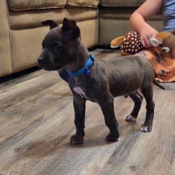 Grace -  Chihuahua Dog for Adoption in Chattanooga, Tennessee - Grace | PetCurious
