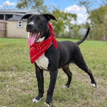 Ranger Journey Day Tripper -  Pit Bull Terrier and Labrador Retriever Dog for Adoption in Friendswood, Texas - Ranger Journey Day Tripper | PetCurious