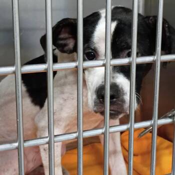 08/14/2026-Stray-WoodHollowDrive -  Mixed Breed Dog for Adoption in Columbus, Georgia - 08/14/2026-Stray-WoodHollowDrive | PetCurious