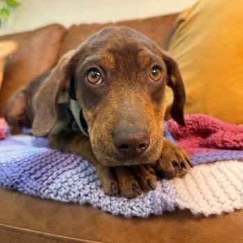 Pit Bull Terrier and Hound Dogs Available for Adoption in Friendswood, Texas - Youpon Whiskey  | PetCurious