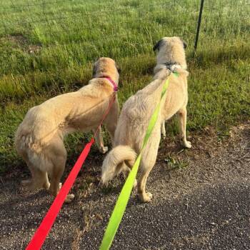 Anatolian Shepherd Dogs Available for Adoption in New Orleans, Louisiana - Mushroom | PetCurious