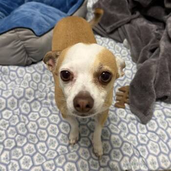 Peanut -  Chihuahua Dog for Adoption in Gloucester, Virginia - Peanut | PetCurious