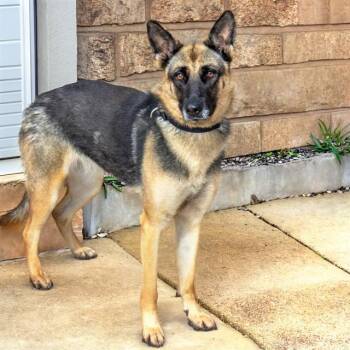 BOULDER -  German Shepherd Dog and Belgian Shepherd Malinois Dog for Adoption in St. Louis, Missouri - BOULDER | PetCurious
