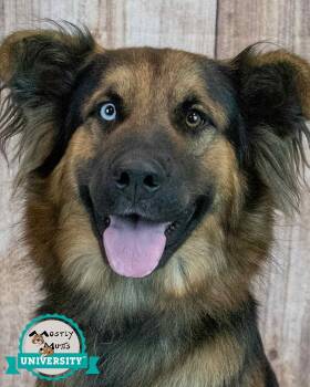 Sigmund -  German Shepherd Dog and Labrador Retriever Dog for Adoption in Kennesaw, Georgia - Sigmund | PetCurious