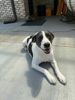 Rescue Mixed Breed Dogs for Adoption in Tunica, Mississippi - Chance | PetCurious