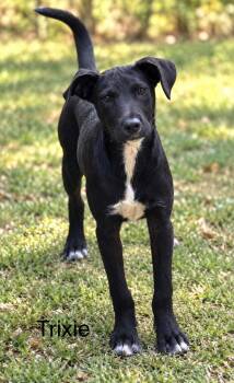 Trixie 7 months old AVA 9/30 -  Labrador Retriever Dog for Adoption in Sterling, Massachusetts - Trixie 7 Months Old AVA 9/30 | PetCurious