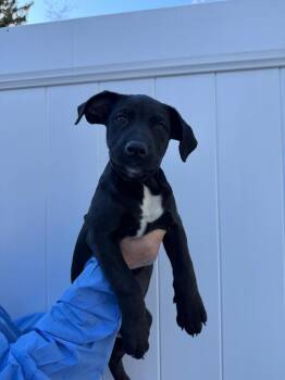 Honey (AVAILABLE 10/26) -  Mixed Breed Dog for Adoption in Leverett, Massachusetts - Honey (AVAILABLE 10/26) | PetCurious