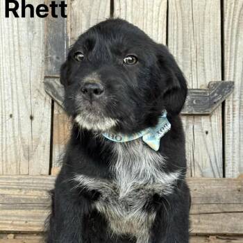 Great Pyrenees and Australian Cattle Dog Blue Heeler Dogs Available for Adoption in Otisfield, Maine - Rhett | PetCurious