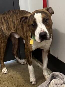 Broseph -  Pit Bull Terrier Dog for Adoption in Cleveland, Ohio - Broseph | PetCurious