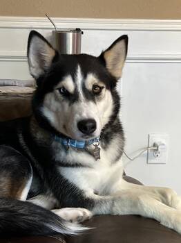 Maxine -  Siberian Husky Dog for Adoption in Carrollton, Texas - Maxine | PetCurious