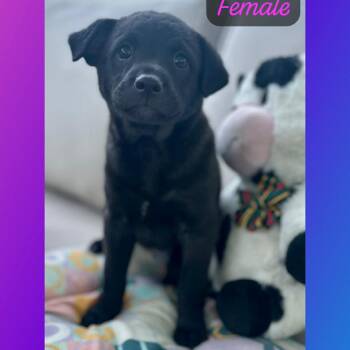 Black Labrador Retriever Dogs Available for Adoption - Samantha | PetCurious