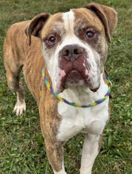Creed -  American Bulldog Dog for Adoption in Anderson, Indiana - Creed | PetCurious