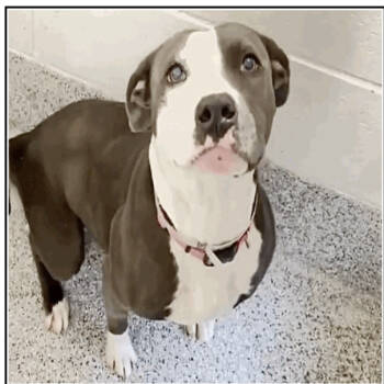Rescue Staffordshire Bull Terrier Dogs for Adoption in Spring, Texas - Selma | PetCurious